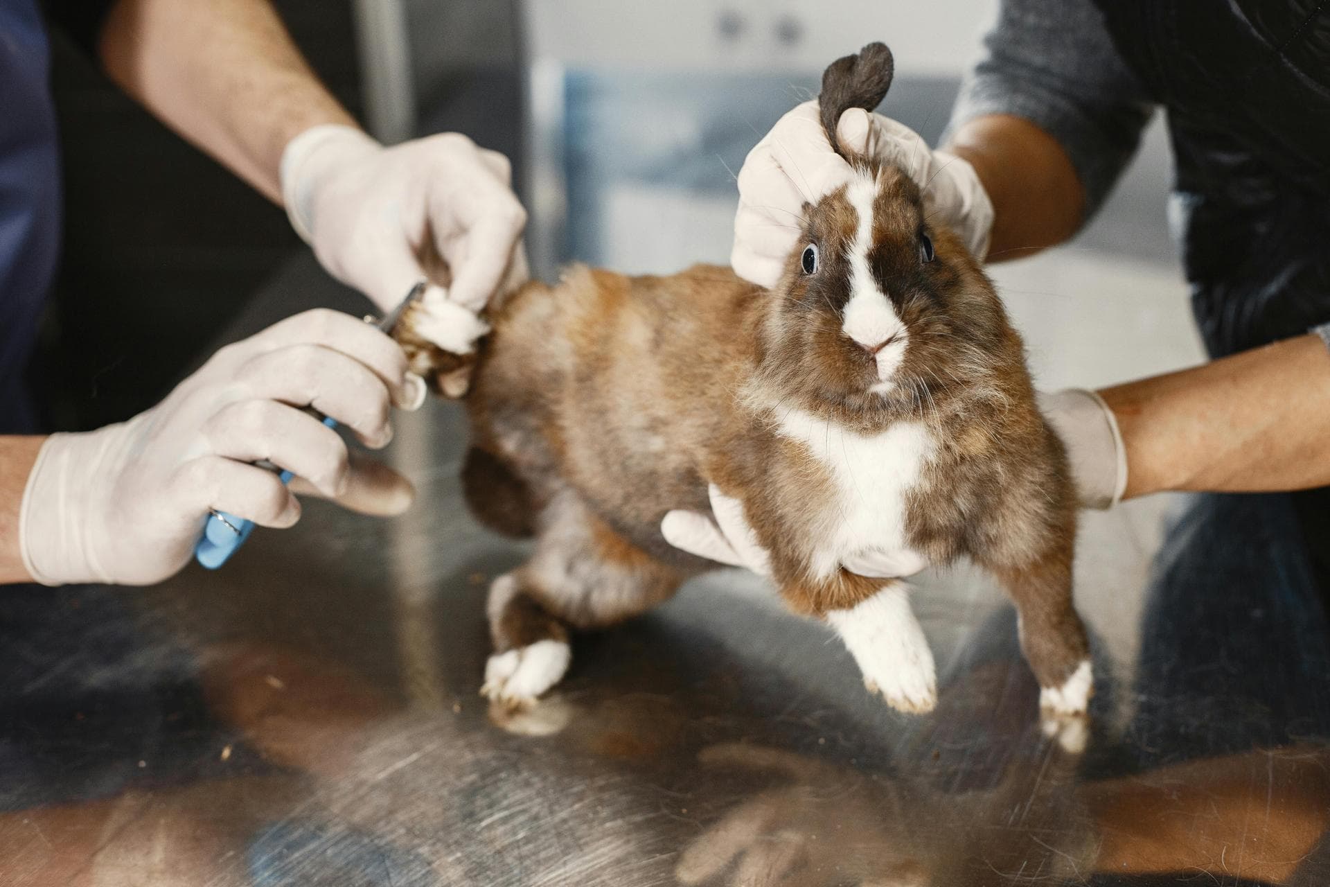 Emergency vets in Alexandria